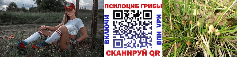 Купить закладки  Владикавказ  Галлюциногенные грибы GOLDEN TEACHER 